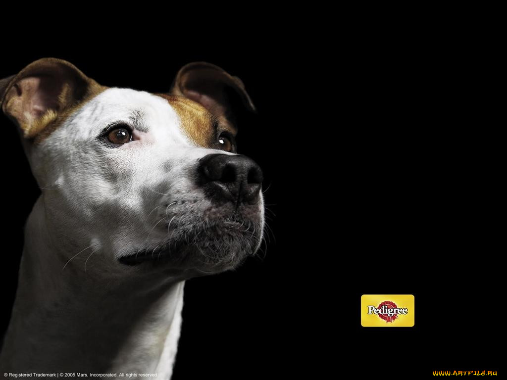 , pedigree
